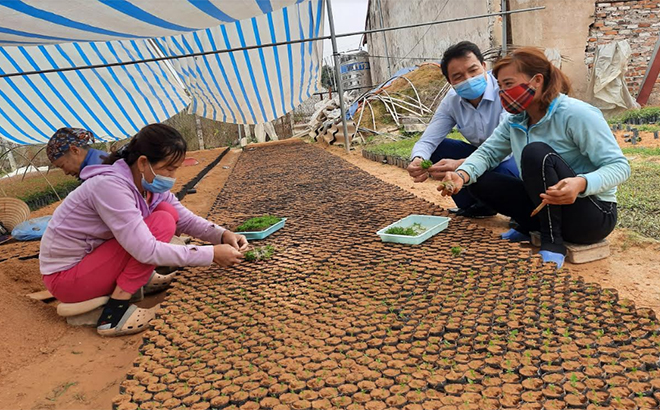 Lãnh đạo Chi cục Kiểm lâm tỉnh kiểm tra giống cây lâm nghiệp phục vụ công tác trồng rừng.